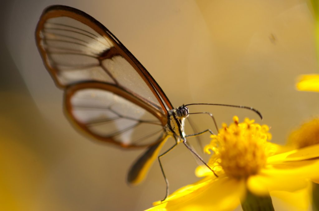 Glasswing butterfly on a flower