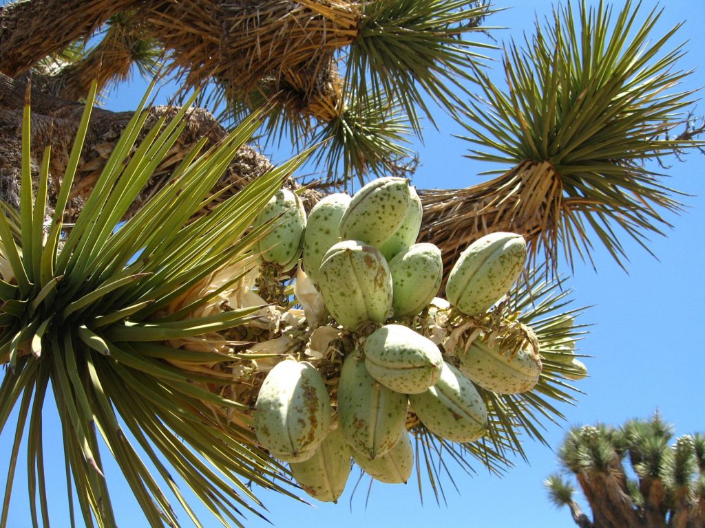 Joshua tree fruit