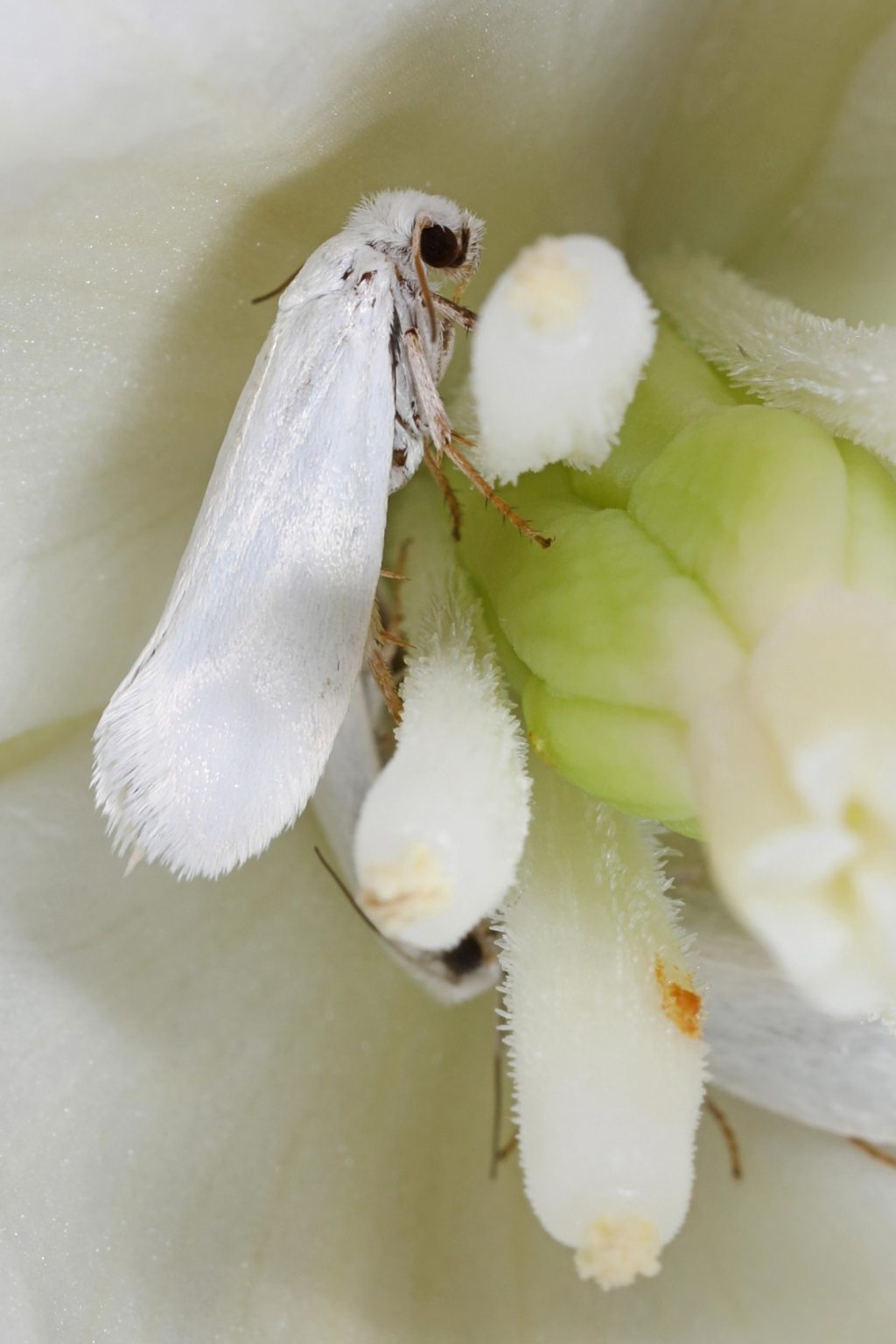 Yucca moth