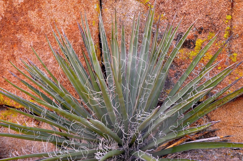 Mojave yucca