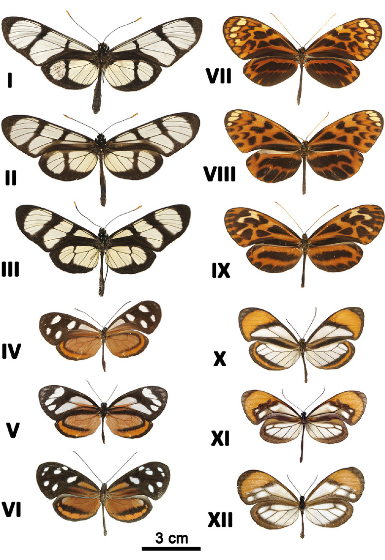 Plate of multiple glasswing species showing their convergence in wing markings and coloration