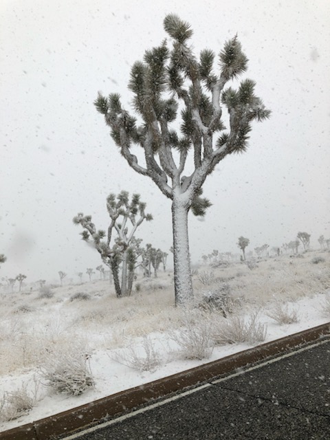 Joshua trees covered in snow by a roadside