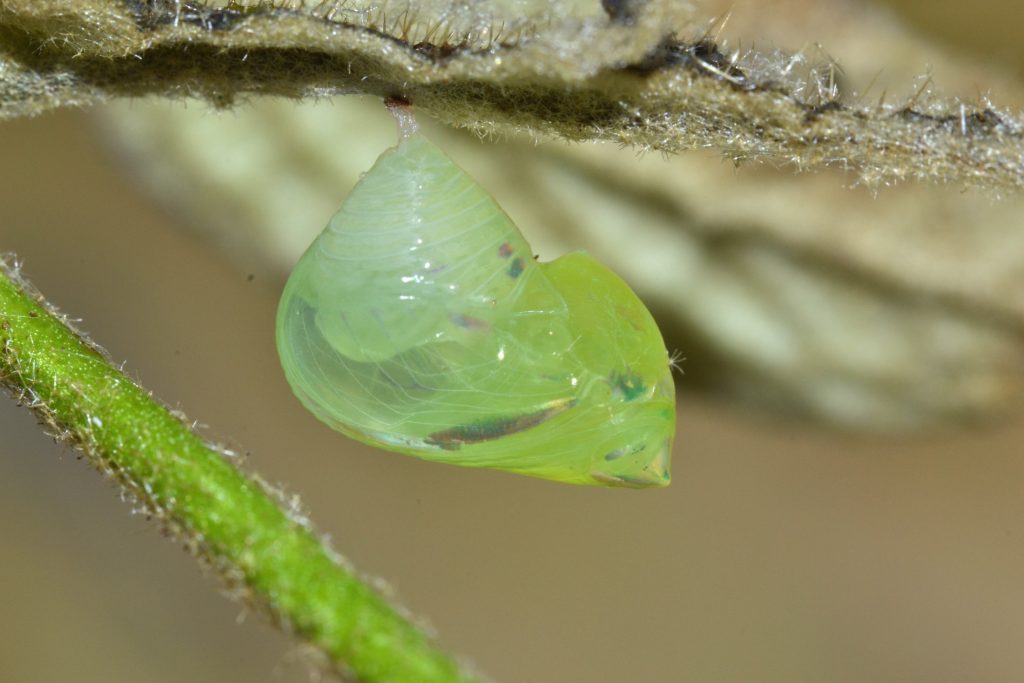 Glasswing chrysalis