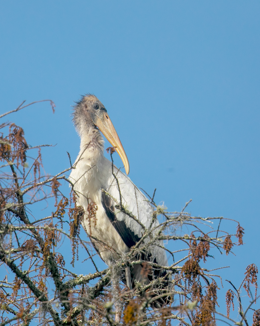 A wood stork perches in a barren tree in winter