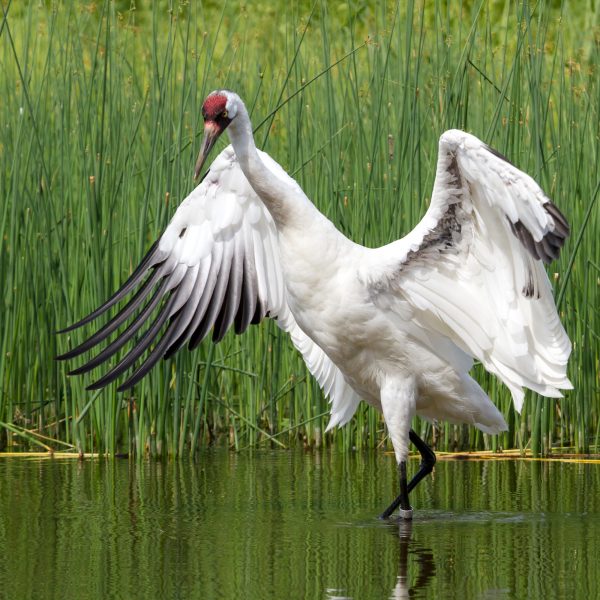 A whooping crane spreads its wings in a marsh, stalking fish
