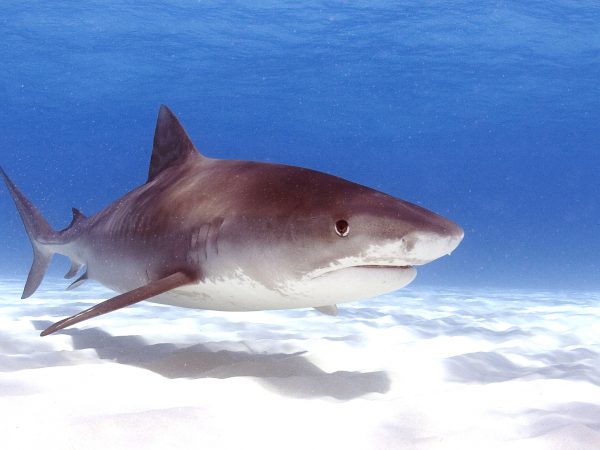 Tiger shark floating languidly above white seafloor sands