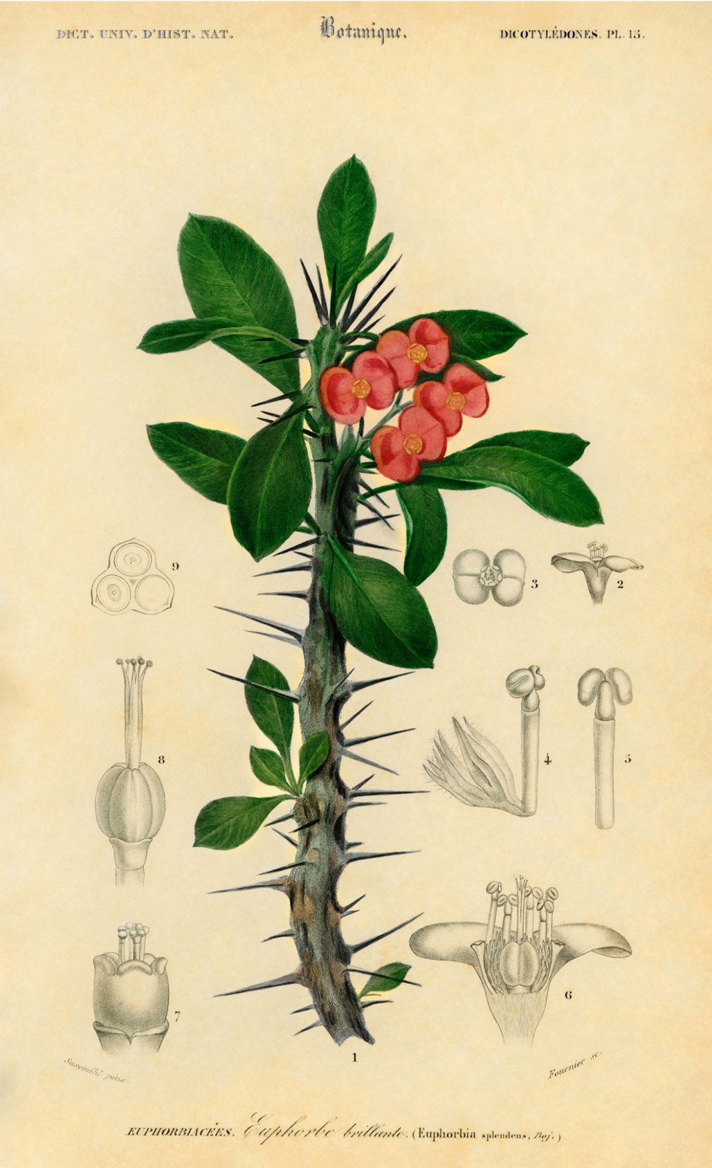 Vintage illustration of a crown of thorns plant in the spurge family, with an impressive array of thorns surrounding its stem