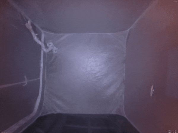 A short video of a moth flying inside of the new recording device.
