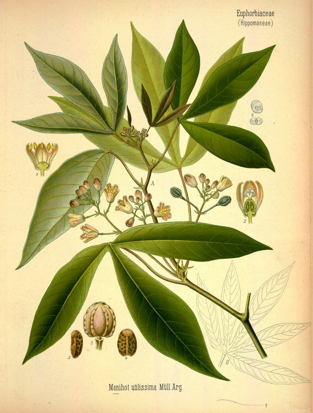 Vintage illustration of a cassava tree, with prominent leaves, fruits and flowers