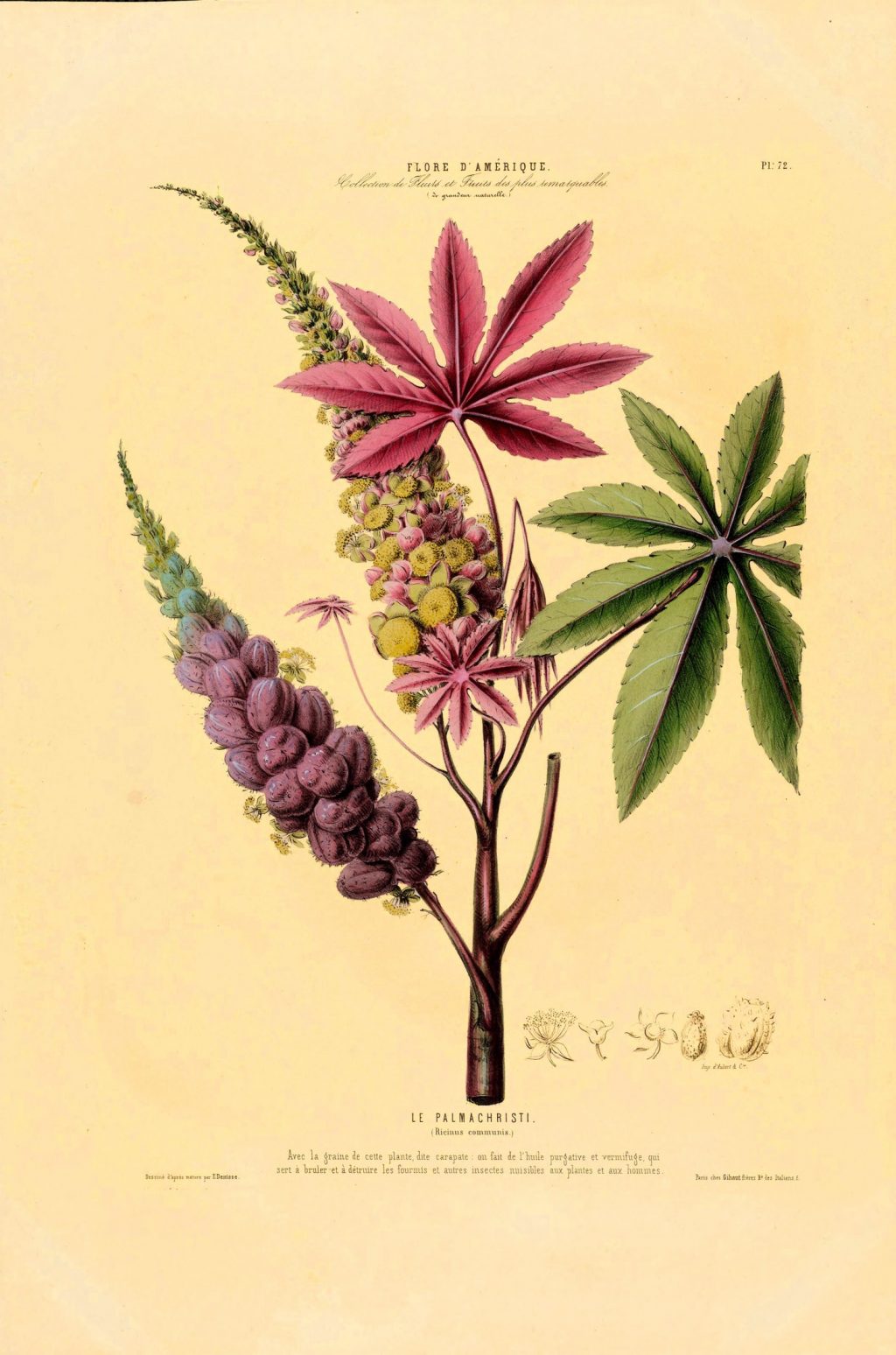 Illustration of castor bean, with large, prominent leaves, flowers, and fruits