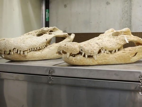 three examples from the dry Crocodilian collection - three Crocodilian skulls