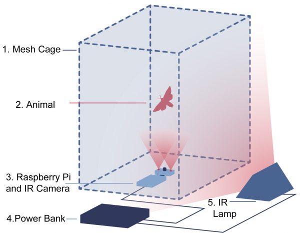 A diagram of the portable locomotion activity monitor, with a mesh cage, a moth, a computer device, infrared lights and a camera recording the movements of the insect inside a mesh cage.