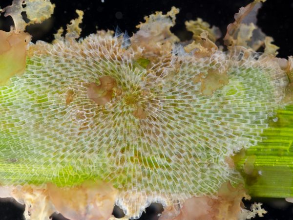 Specimen image of a bryozoan showing its encrusting architecture along what appears to be an alga.
