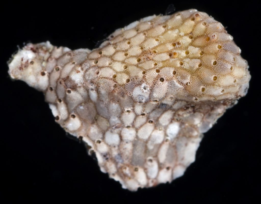 A bryozoan specimen closeup, showing a proliferation of cells