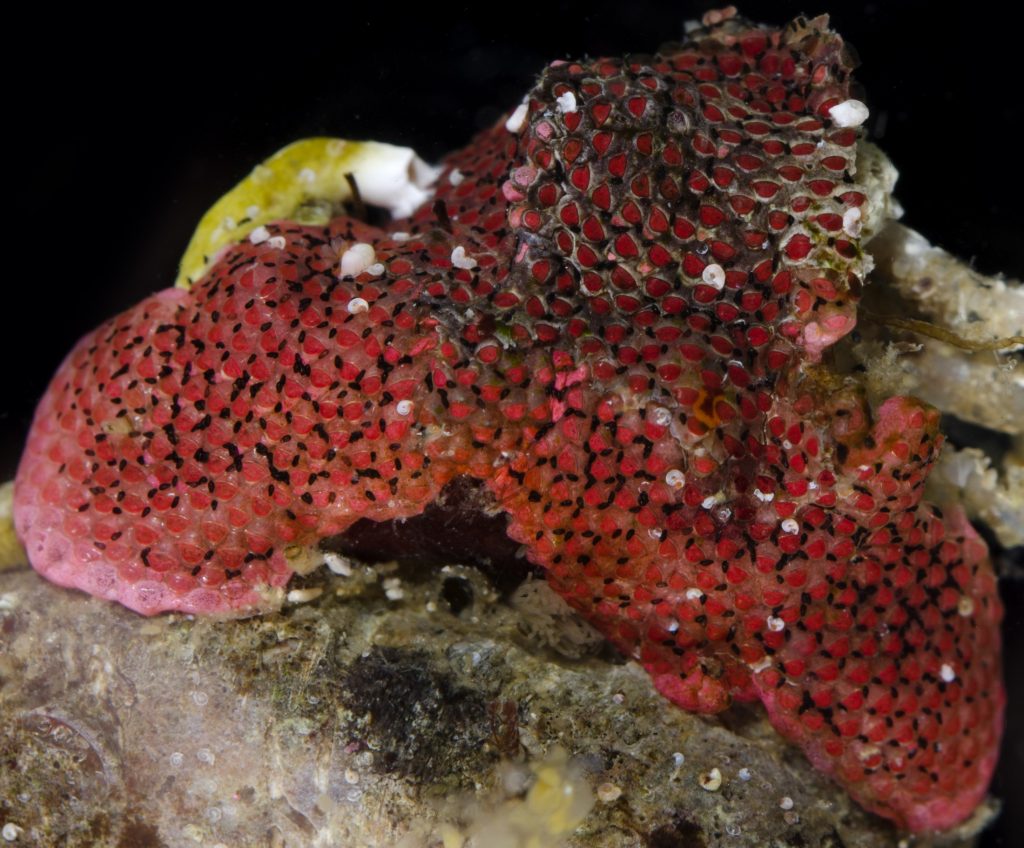 A bryozoan specimen with red zooids.