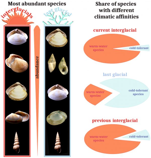 Graph showing abundance of mollusk fossils through time.