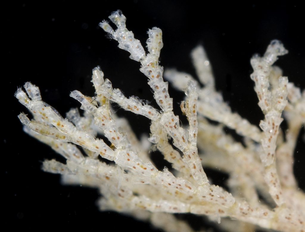 Bryozoan specimen with white zooids fused together into a bifurcating structure resembling a small bush.