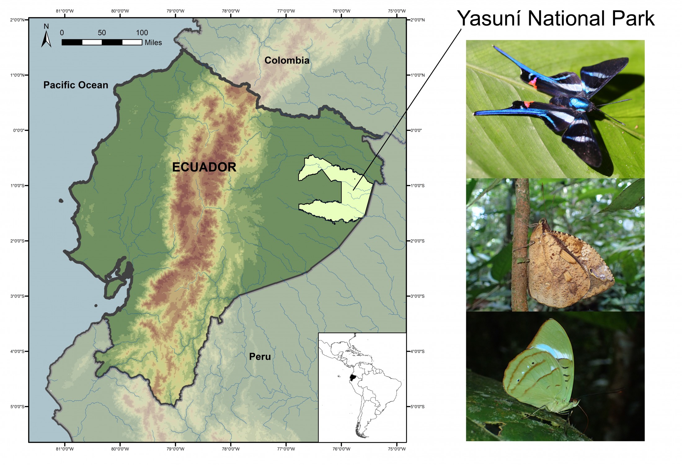 A map of Ecuador highlighting Yasuní National Park, with three butterfly photos in the right-hand margin