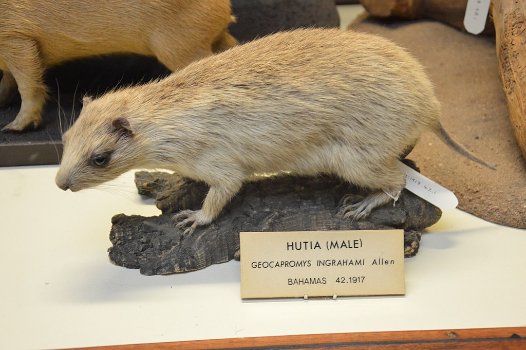 Bahamian hutia museum specimen