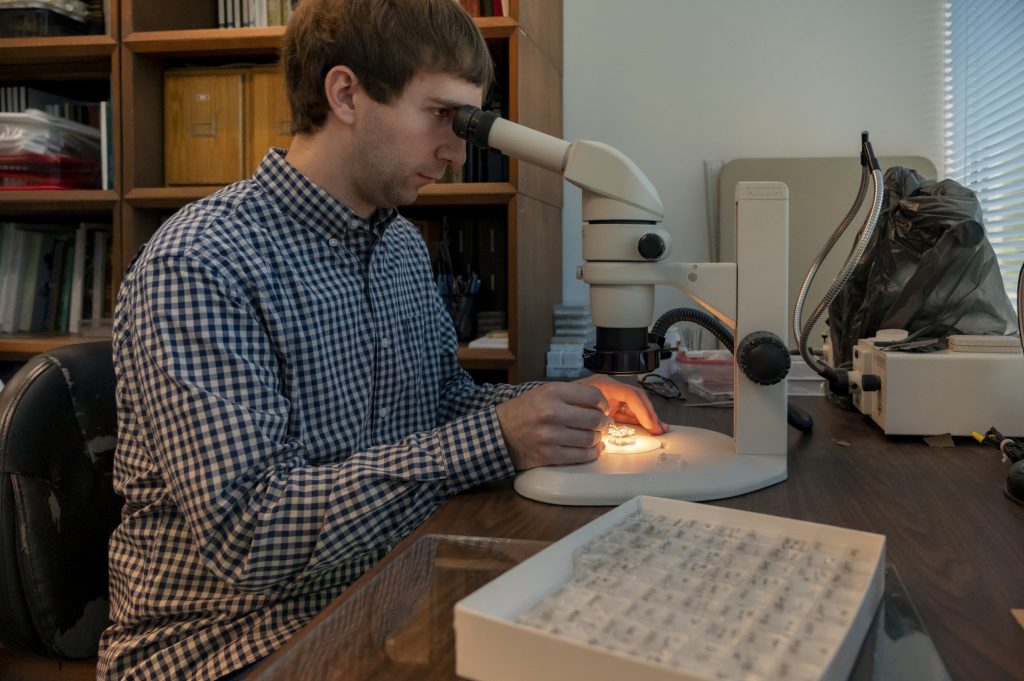 Riley Gott studying hawk moth genitalia under a microscope