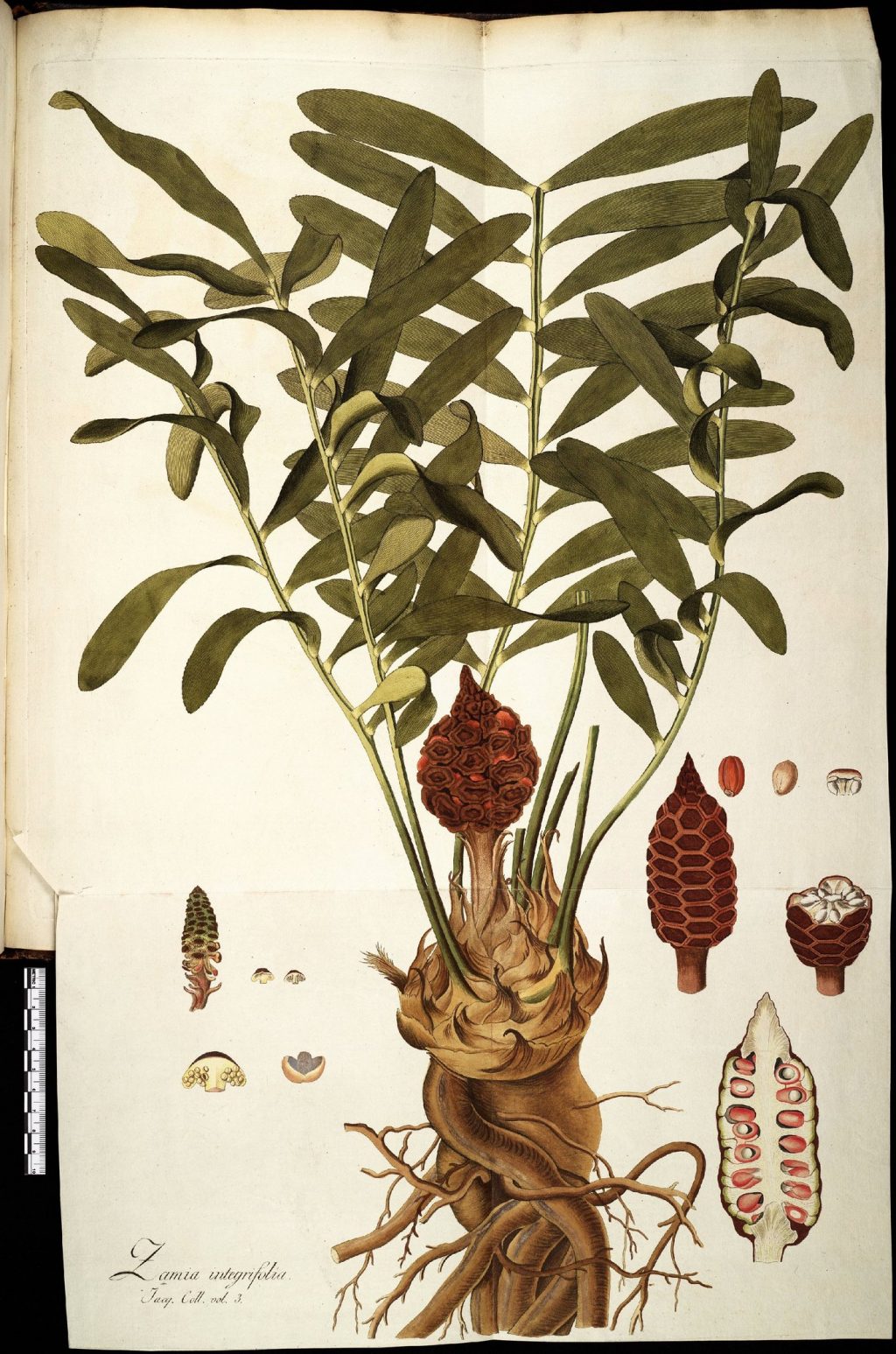 Vintage illustration of Zamia integrifolia
