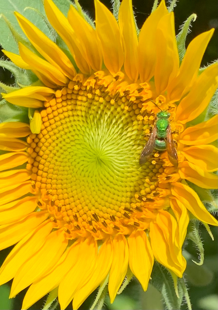 green bee on a sunflower