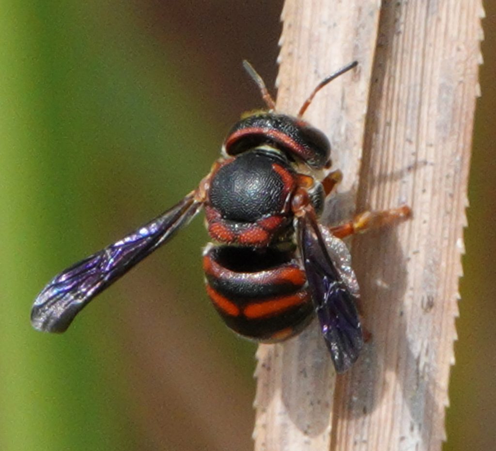red and black striped bee