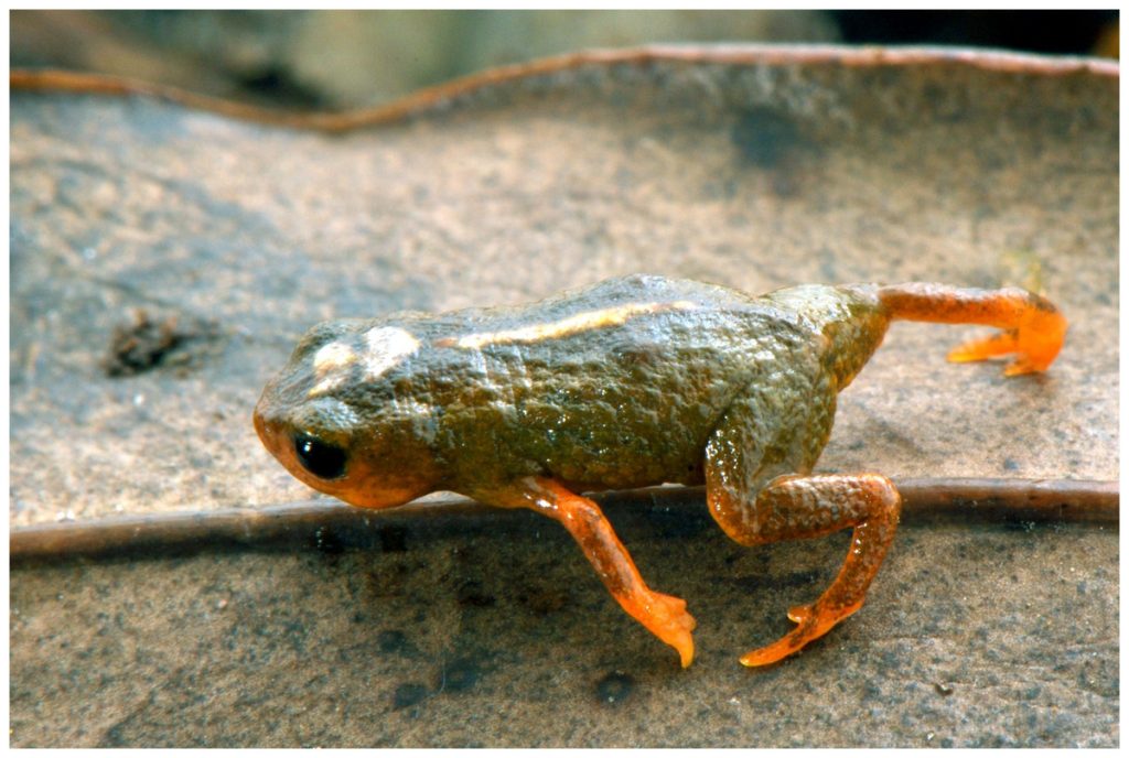 Photo of frog species Brachycephalus albolineatus