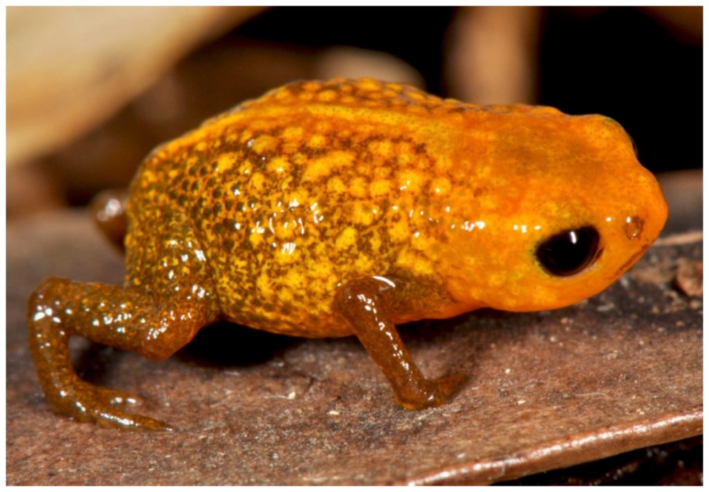 Phograph of Brachycephalus auroguttatus, a small yellowish frog