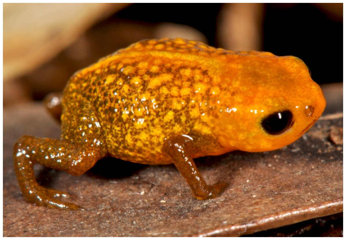 Miniature frogs set record as first vertebrates to lose the