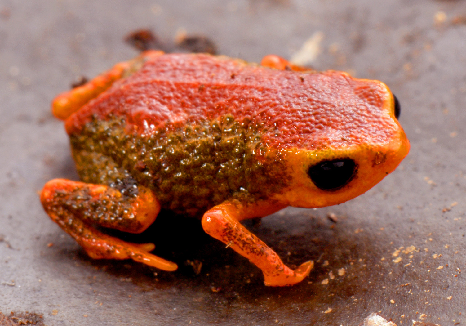 Miniature frogs set record as first vertebrates to lose the ability to