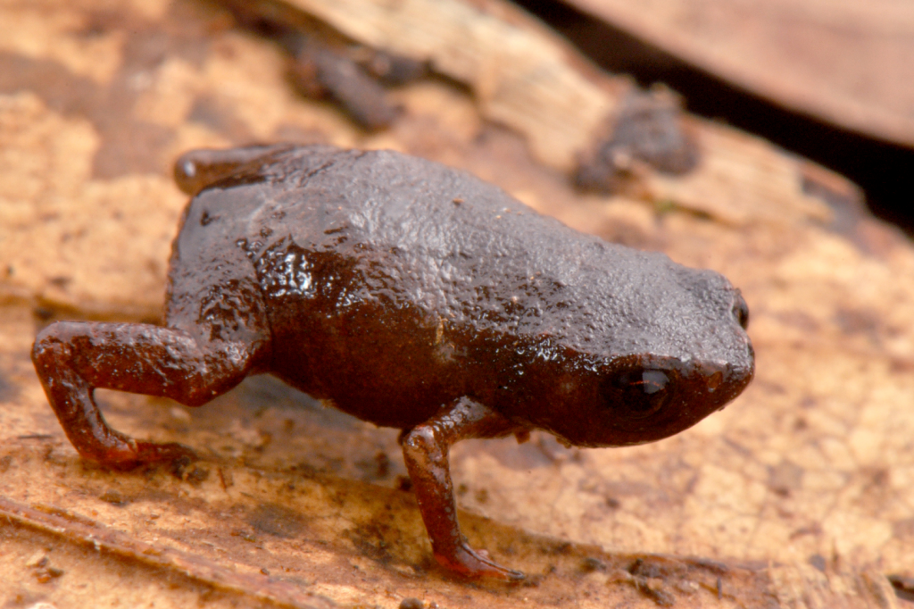 Photo of Brachycephalus curupira, a small brown frog