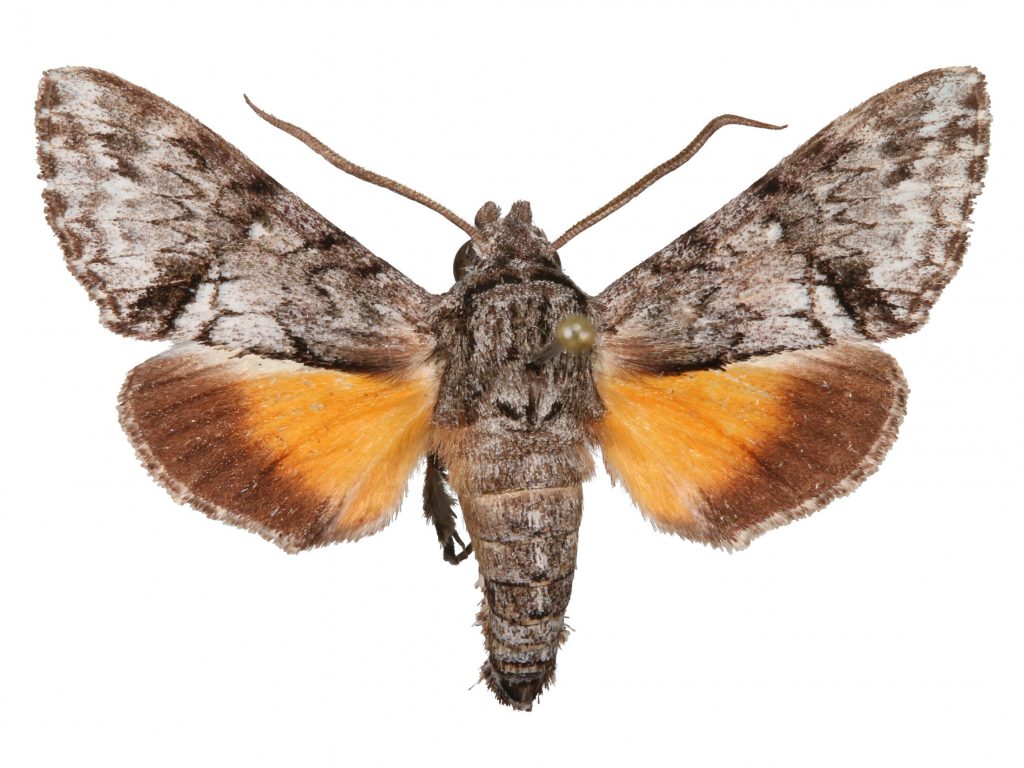 The model specimen, or holotype, of Cautethia geraceorum