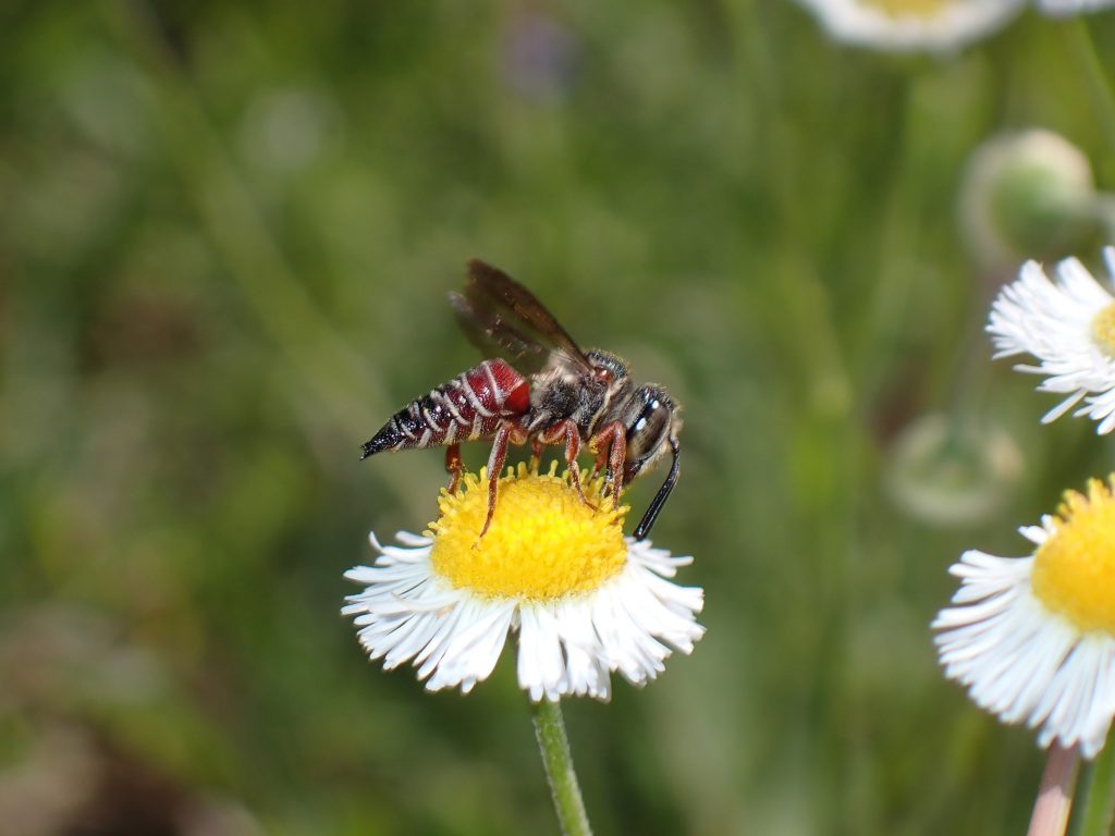 red and black bee stands on the center of a small flower with white petals and a yellow center. The bee is almost the same size as the flower.