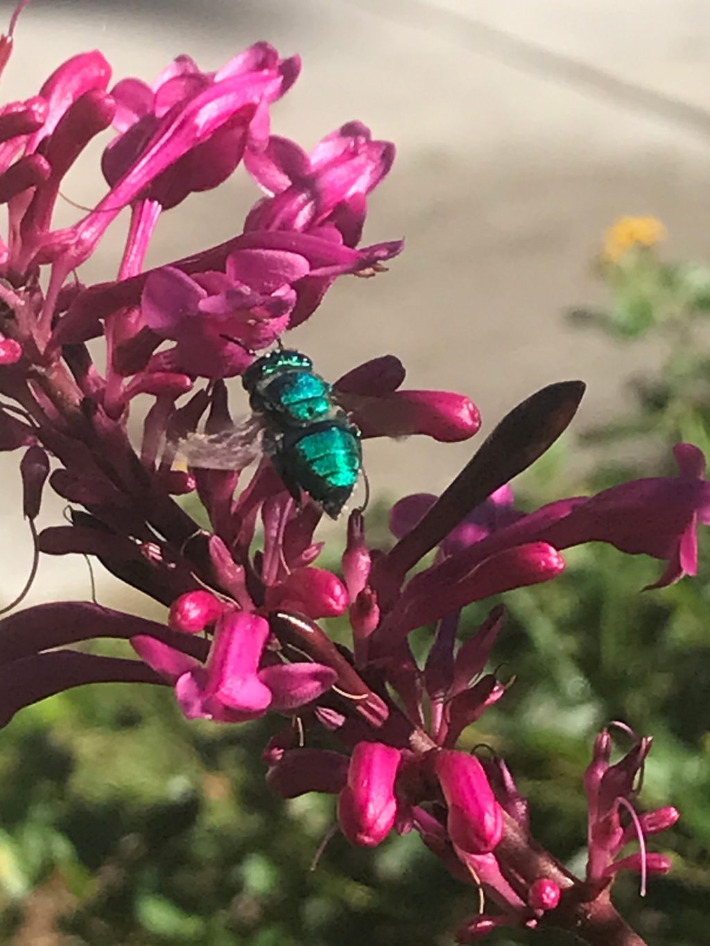 Iridescent green bee sits among many small deep pink flowers