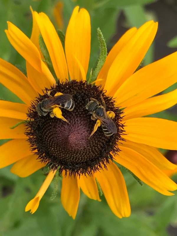 Two bees with pollen covering their legs sit at the center of a flower with yellow petals and a black center