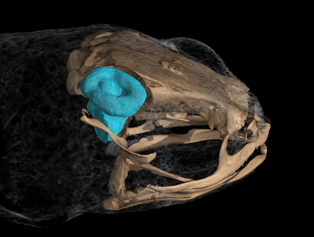 CT scan of frog skull, highlighting the vestibular system