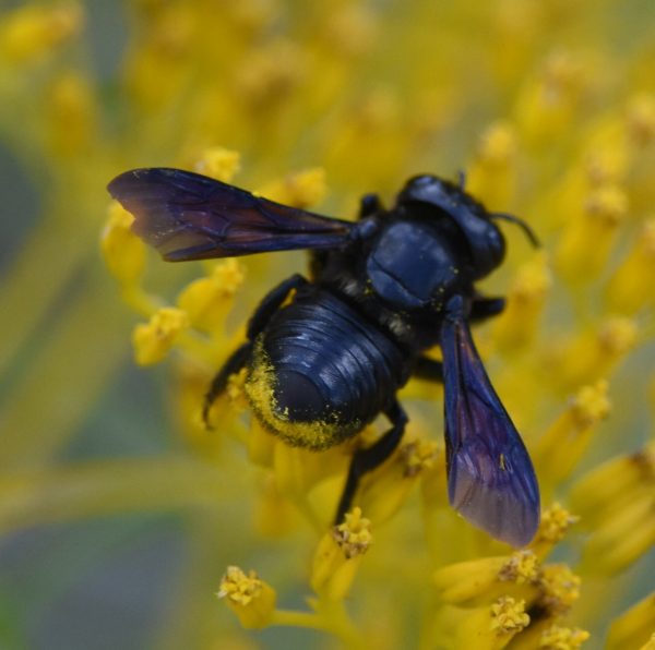 Five Facts Bees in Florida Research News