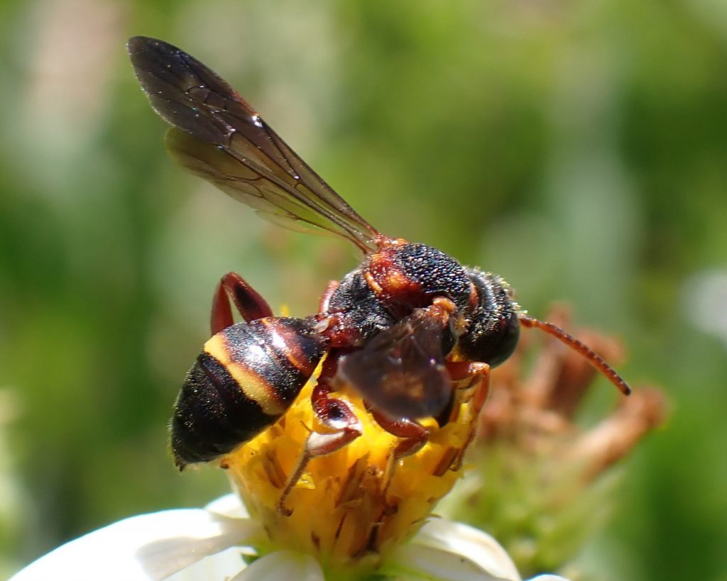 black and yellow with long wings extended gathers pollen from a white and yellow flower