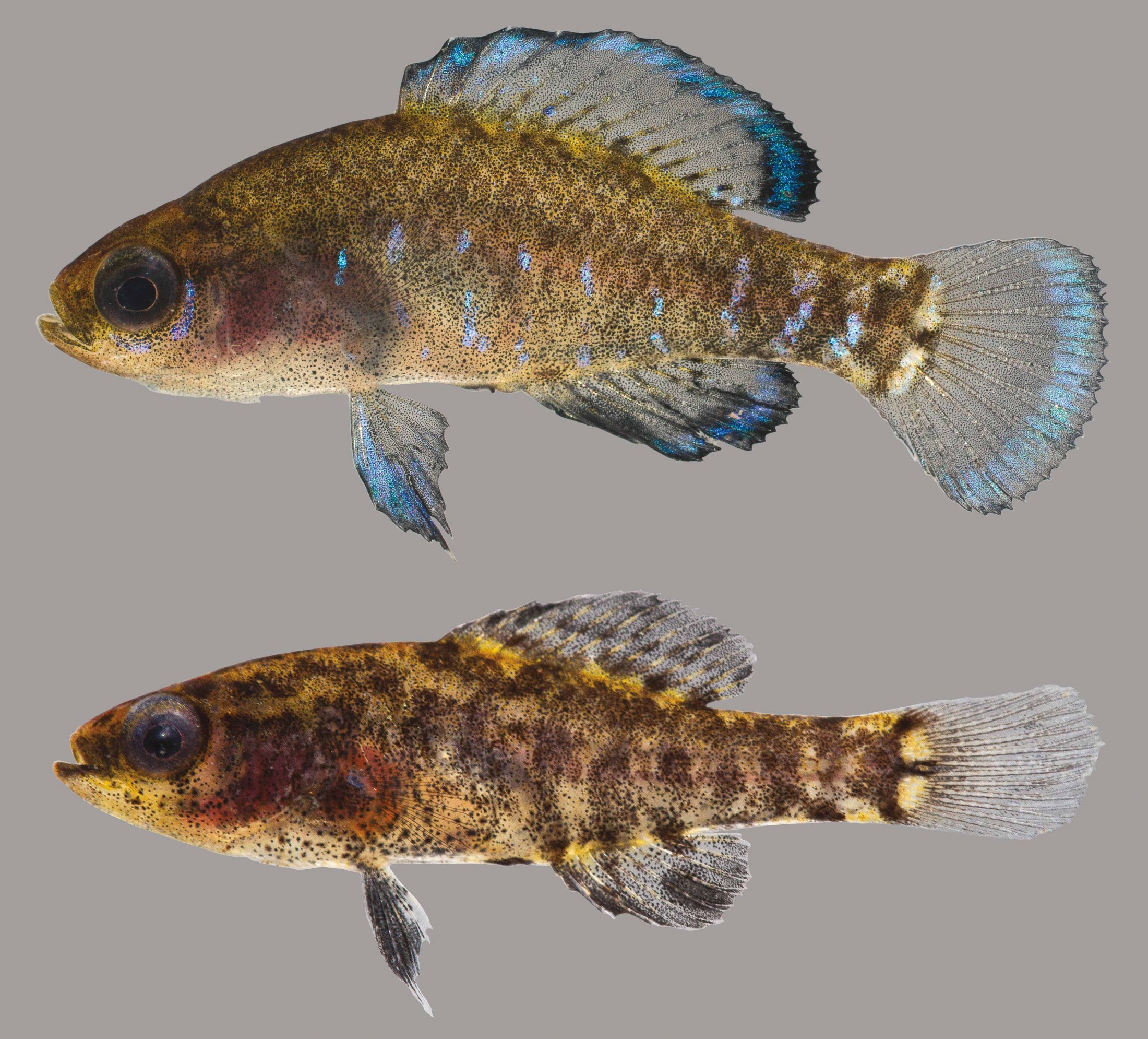 Image of a male and female gulf coast pygmy sunfish