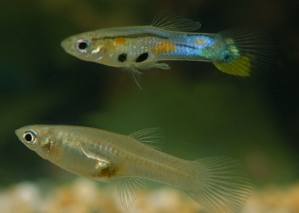 Photograph of two guppies