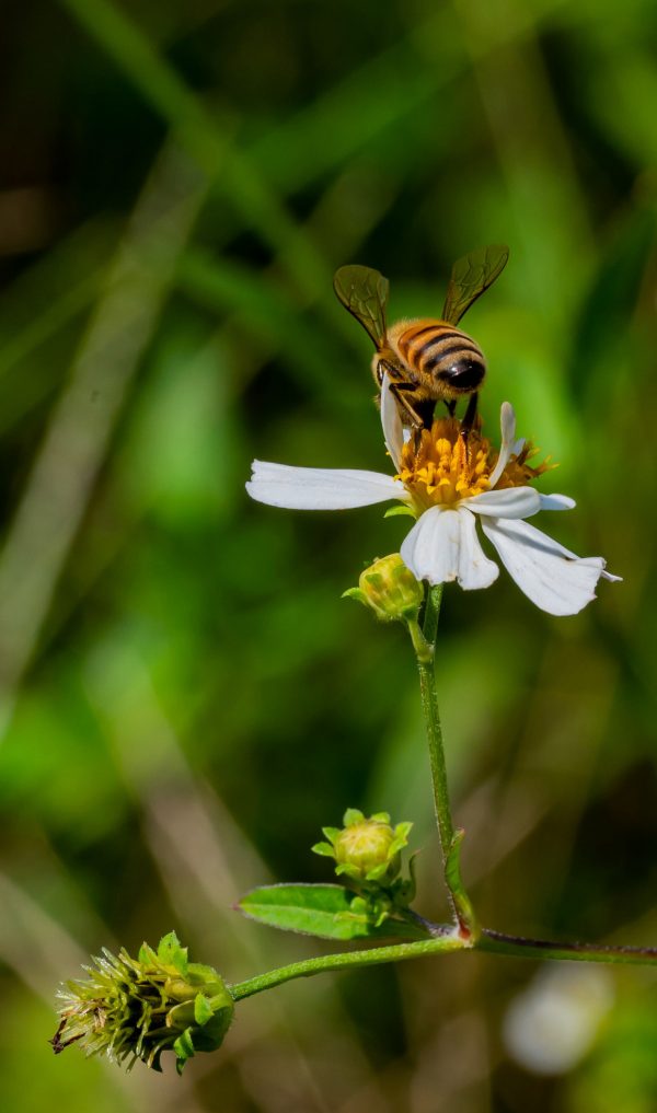 Five Facts Bees in Florida Research News