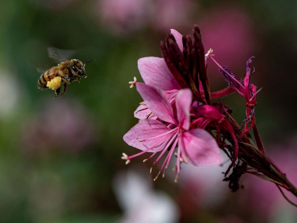 a bee with lots of pollen is flying towards a tuft of soft pink flowers