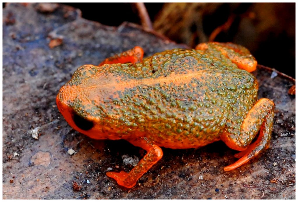 Photo of orange frog with green warts.