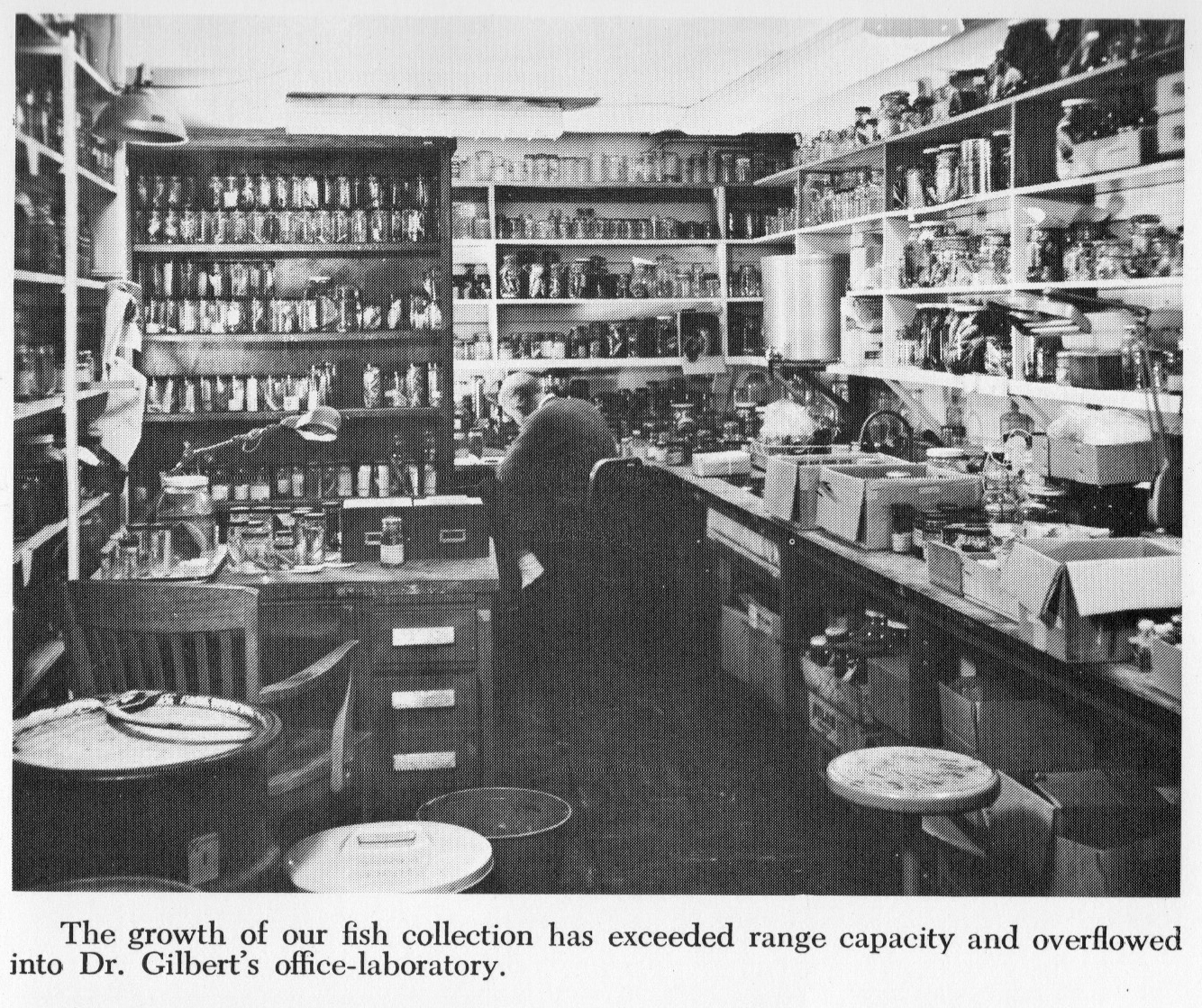 Photo of Carter Gilbert working in his office overflowing with specimens