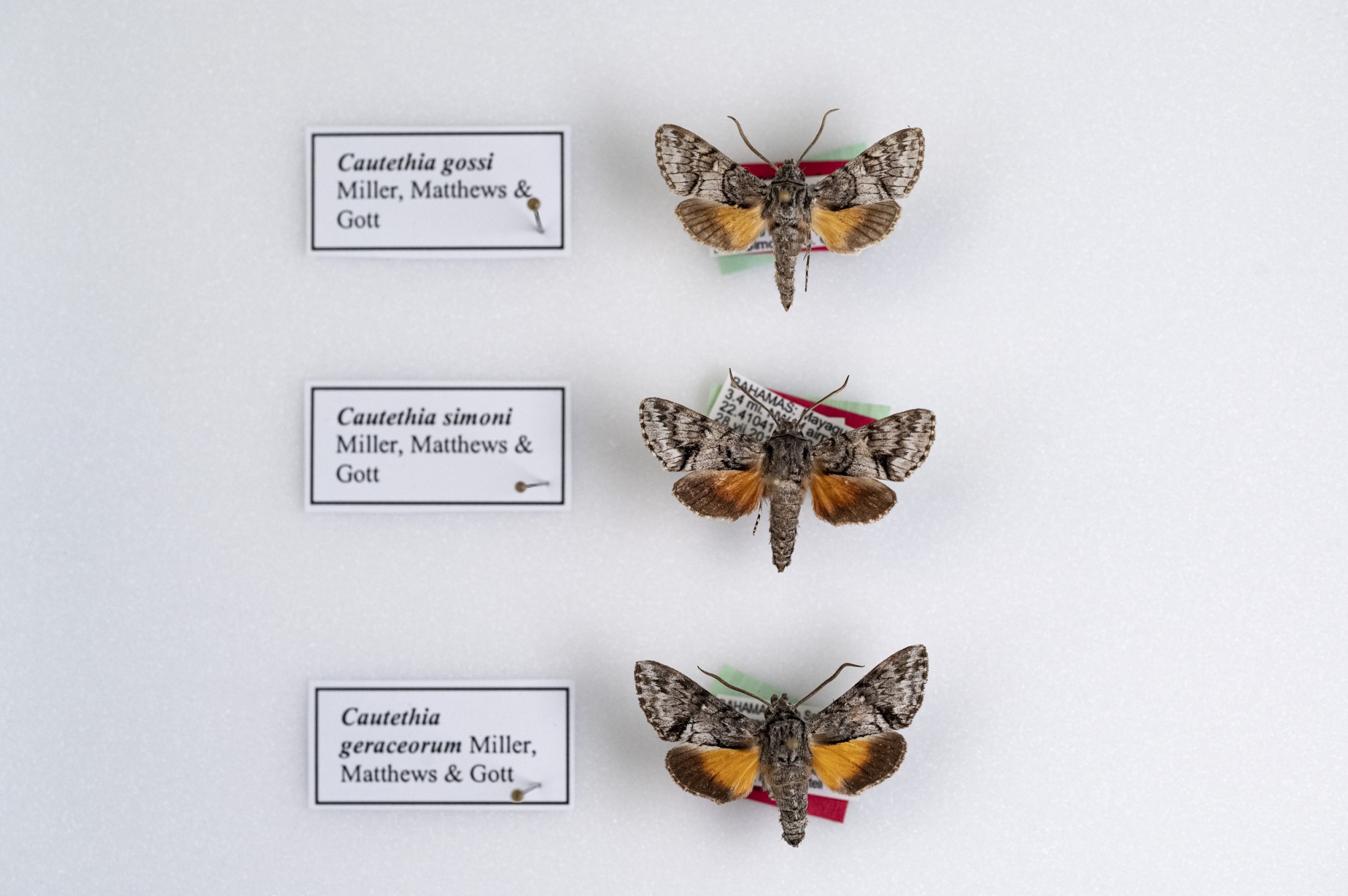 New hawk moth species are among the smallest ever discovered – Research News