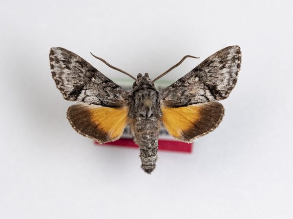 Photograph of moth