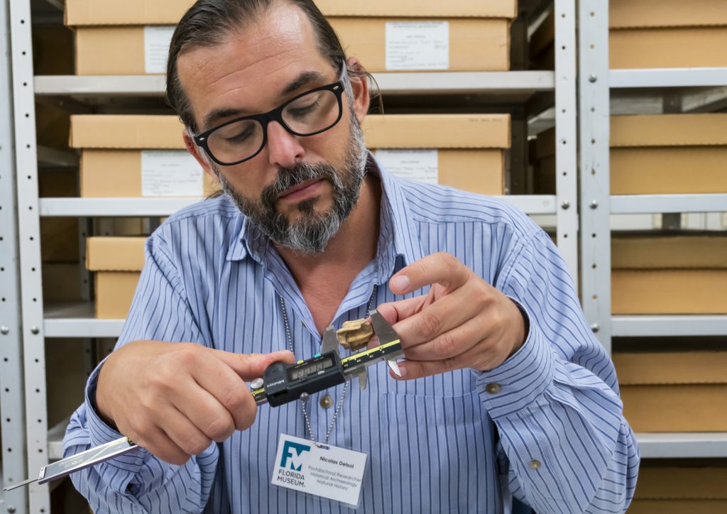 Man taking measurements of a fossil horse tooth in a museum collection room