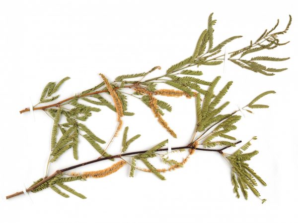 Herbarium specimen of mesquite