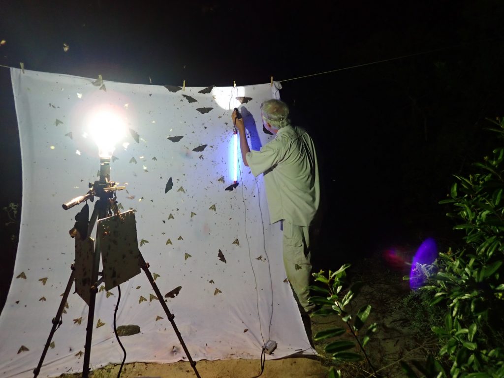 Mark Simon examines moths attracted to lights on Mayaguana Island, type locality of Cautethia simoni